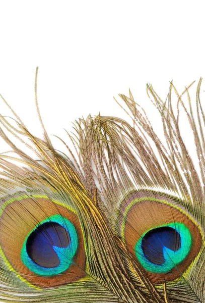 Two peacock feather, over white, close up shot — Stock Photo, Image