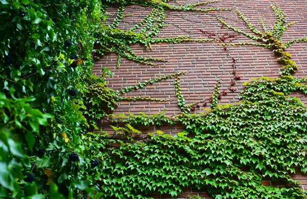 Ivy Blad Grön Tegelvägg Naturlig Bakgrund — Stockfoto