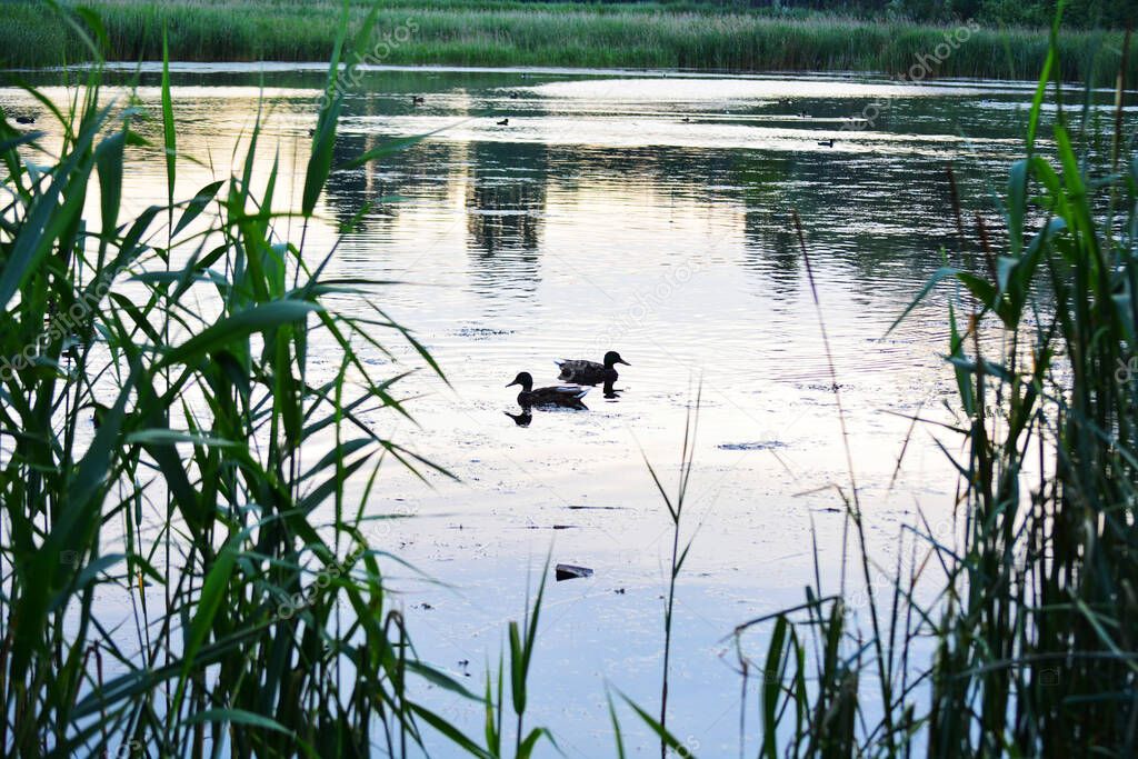 Wild ducks on the lake among the reeds at the sunset