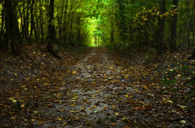 Sonbahar ormanında yol. Doğal sonbahar arkaplanı