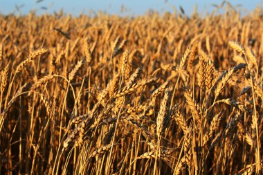 Altın buğday tarlası, tarım endüstrisi konsepti. Doğal arkaplan