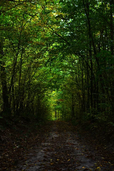 Sonbahar Ormanında Yol Doğal Sonbahar Arkaplanı — Stok fotoğraf