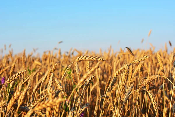 Altın buğday tarlası, tarım endüstrisi konsepti. Doğal arkaplan