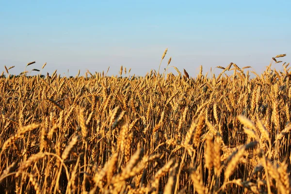 Altın buğday tarlası, tarım endüstrisi konsepti. Doğal arkaplan