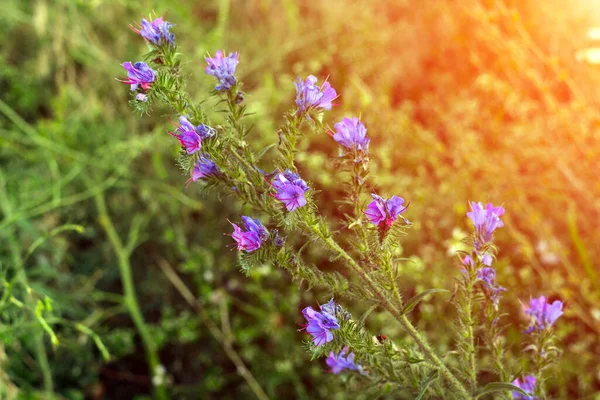 Close-up picture of a purple blooming flower on a green field