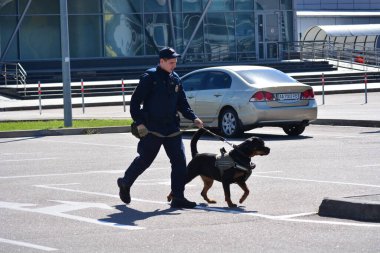 Bir gümrük memuru bir köpekle havaalanında yürüyor..