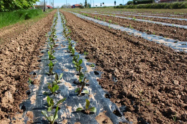 Azienda Agricola Produzione Vegetale — Foto Stock