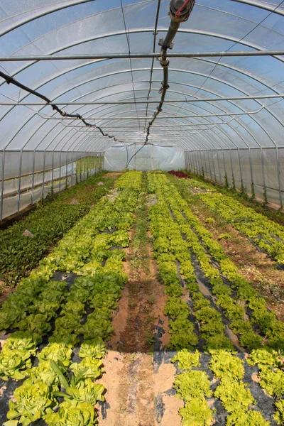 Gospodarstwo Rolne Produkcji Warzyw — Zdjęcie stockowe