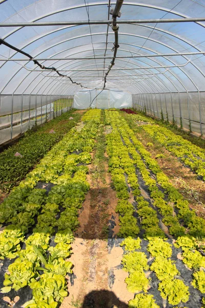 Farm Vegetable Production — Stock Photo, Image