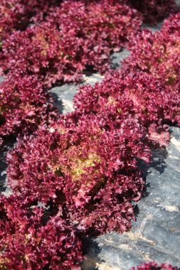 sebze üretimi için çiftlik