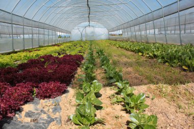 sebze üretimi için çiftlik