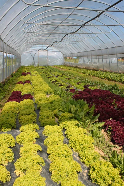 Boerderij Voor Groenteproductie — Stockfoto