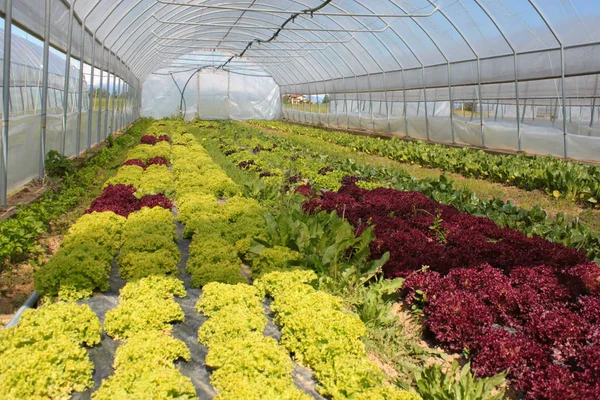 Farm Vegetable Production — Stock Photo, Image