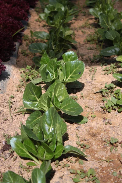 Farm Vegetable Production — Stock Photo, Image