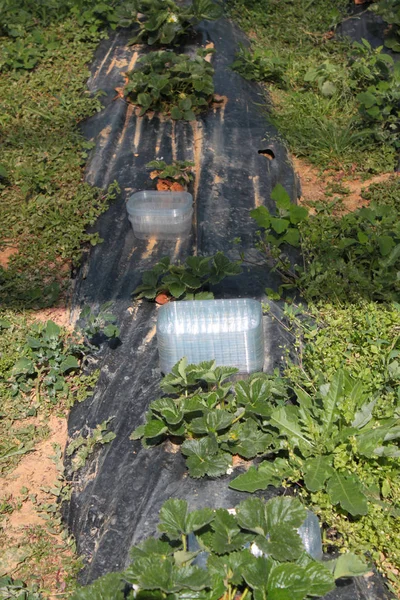 Farm Vegetable Production — Stock Photo, Image