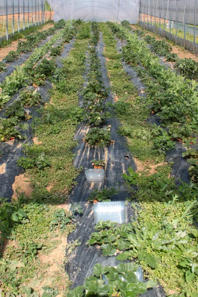 Gospodarstwo Rolne Produkcji Warzyw — Zdjęcie stockowe