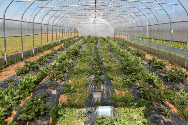 Farm Vegetable Production Stock Image