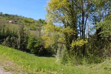 alp dağlarında tarım alanında bitki örtüsü