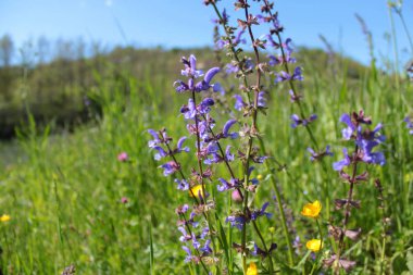 alp dağlarında tarım alanında bitki örtüsü