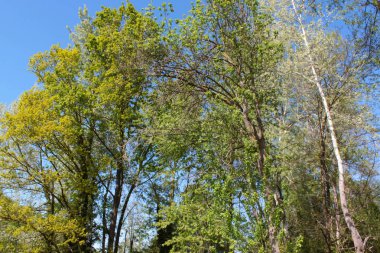 alp dağlarında tarım alanında bitki örtüsü