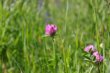 alp dağlarında tarım alanında bitki örtüsü