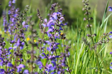 alp dağlarında tarım alanında bitki örtüsü