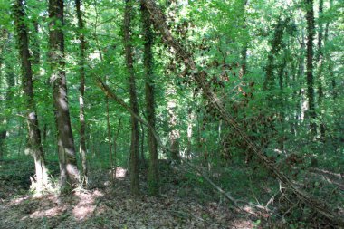 alp dağlarında tarım alanında bitki örtüsü