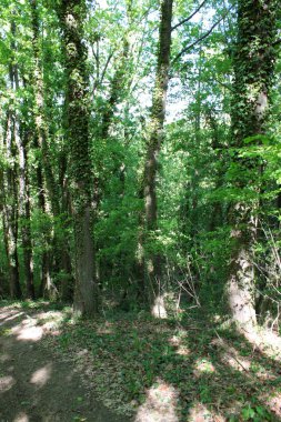 alp dağlarında tarım alanında bitki örtüsü