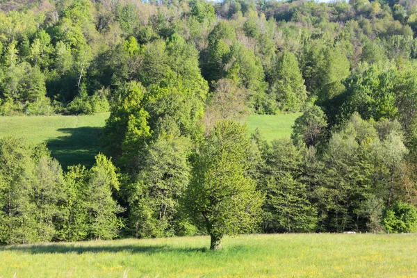 Φυσικό Τοπίο Θέα Την Καταπράσινη Ύπαιθρο — Φωτογραφία Αρχείου