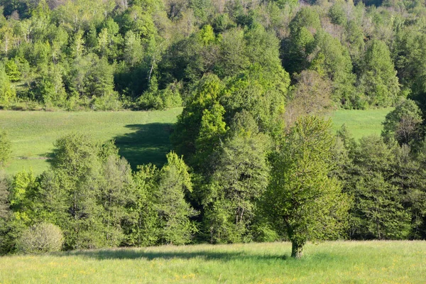 緑豊かな田園地帯の景色を望む自然景観 — ストック写真