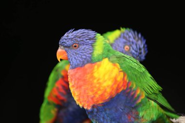 Siyah arkaplanı olan Lorikeets