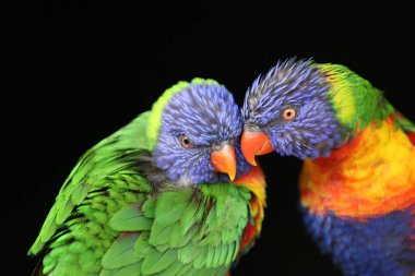 Lorikeets with black background clipart