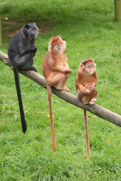 Three monkeys, Javan Langurs on a branch