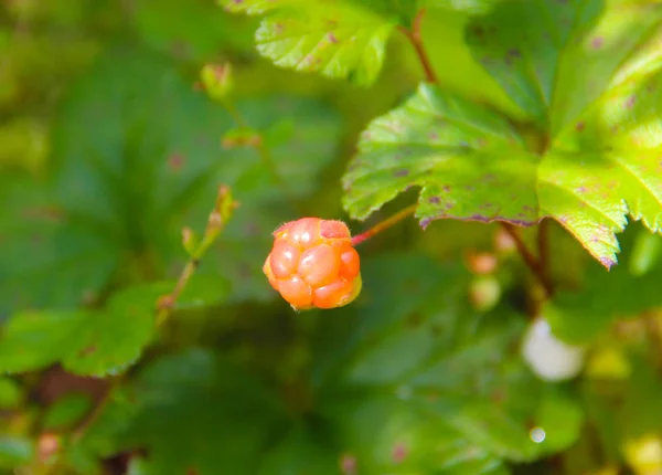 Cloudberry. Rubus chamaemorus — Fotografie, imagine de stoc