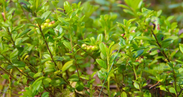İsveç kirazı veya Vaccinium vitis idaea