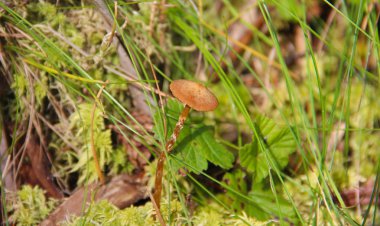 Yosun içinde mantar.