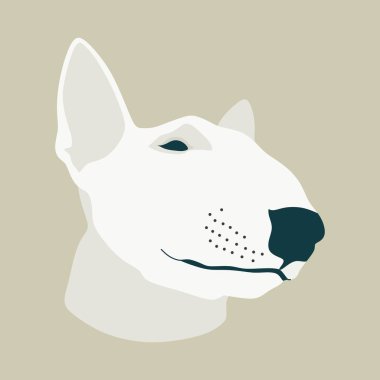 Boğa teriyeri köpek cinsi.