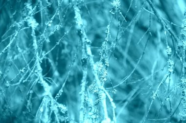 Eski dalları ile arka plan