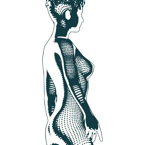 Sketsa wanita muda telanjang - Stok Vektor