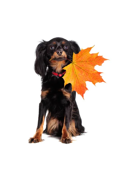 Niedlicher Kleiner Hund Mit Herbst Ahornblatt Auf Weißem Hintergrund — Stockfoto