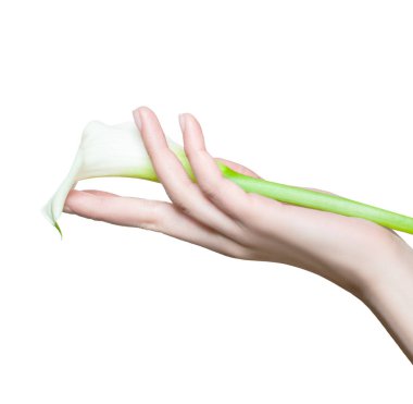 Güzel el ile izole üzerinde beyaz çiçek lily yakın tutarak manikür