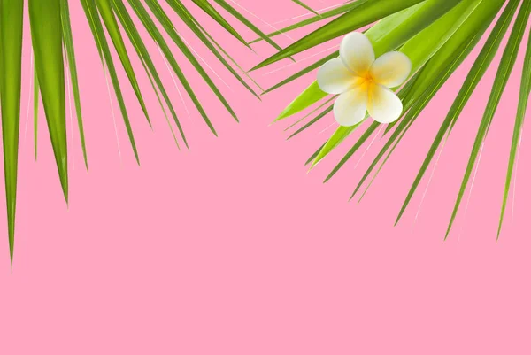 Minimale Achtergrond Met Groene Palmbladeren Bloem Roze Pastel Minimale Concept — Stockfoto