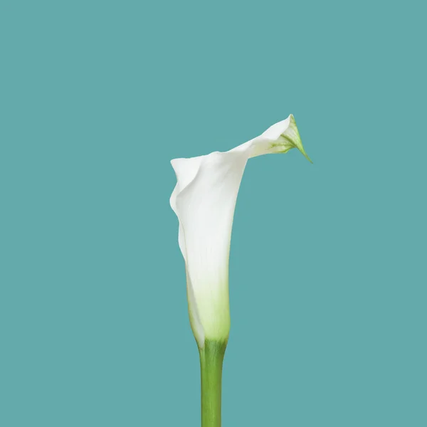 ブルーに白のオランダカイウユリ花と最小限の背景 Blosoom コンセプト — ストック写真