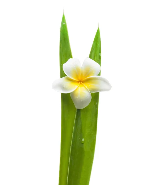 Folhas Tropicais Com Flor Branca Sobre Fundo Branco — Fotografia de Stock