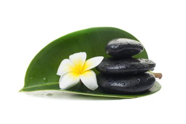 Taş ve çiçek beyaz arka plan üzerinde büyük yaprakları ile