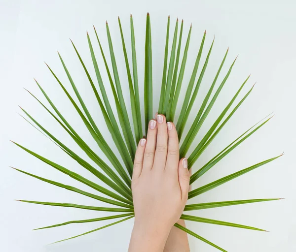 Mani Femminili Con Unghie Francesi Naturali Sfondo Bianco Con Foglie — Foto Stock