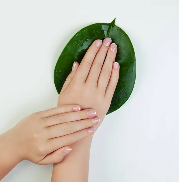 Όμορφα Γυναικεία Χέρια Φυσικά Γαλλικά Νύχια Λευκό Φόντο Πράσινα Φύλλα — Φωτογραφία Αρχείου