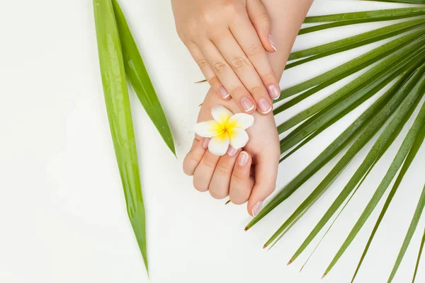 Spa Manicure Fundo Com Belas Mãos Femininas Flores Folhas Verdes — Fotografia de Stock