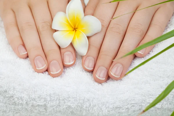 Spa Manikür. Çiçek, yeşil leavesa ve beyaz havlu ile güzel eller 