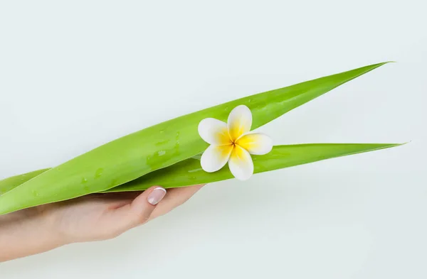 Spa Manikűr Női Kéz Virágokkal Reen Hagyja — Stock Fotó